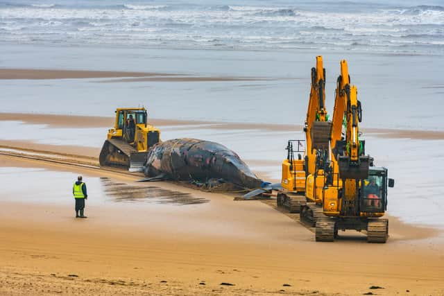 The respectfully orchestrated removal of a Fin Whale carcass on the South Shore Beach Bridlington, East Yorkshire, after it became beached, and unfortunately died earlier this week.