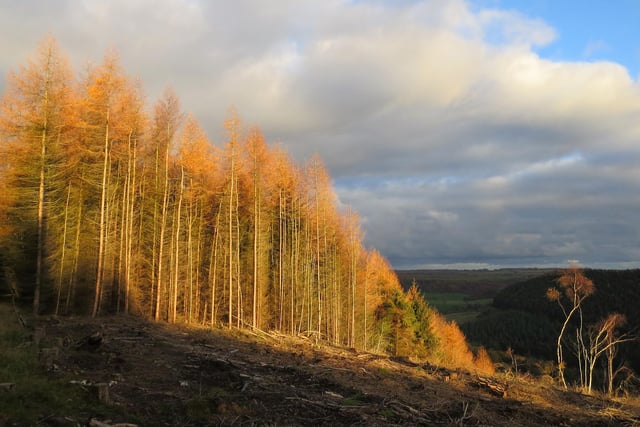 Sunshine captured on a visit to Dalby Forest.