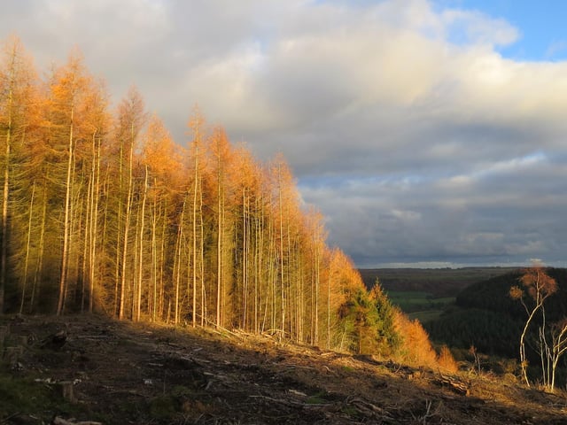 Sunshine captured on a visit to Dalby Forest.