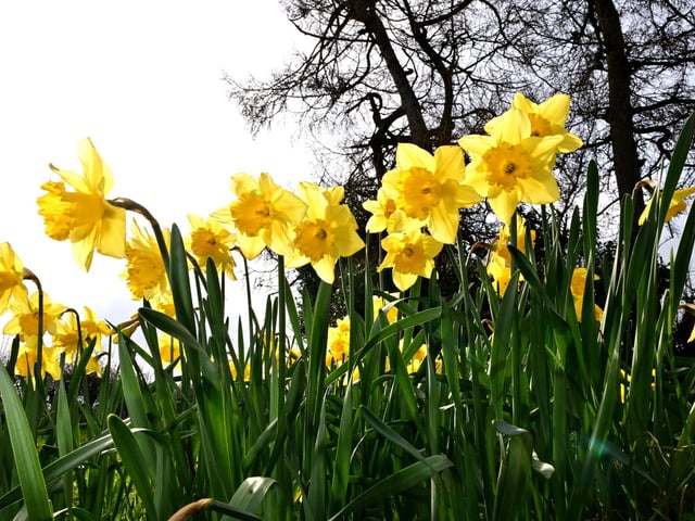 Sunshine yellow daffodils looking vibrant and cheerful.
