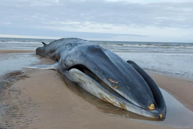 Fin Whales are not normally seen on the East Yorkshire Coast due to how shallow the waters are.