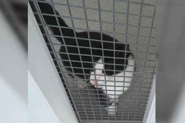 Susie, 10, [pictured] was rescued by RSPCA inspectors after being abandoned. She has been taken in by a private boarding centre in East Yorkshire as there was no space in any of the rehoming centres for her.