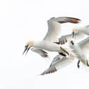 GPS tracking is being used to reveal gannets' journeys. Photo courtesy of Steve Race