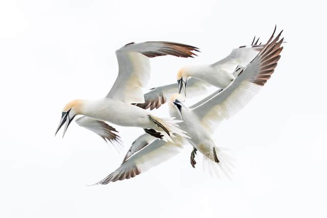 GPS tracking is being used to reveal gannets' journeys. Photo courtesy of Steve Race
