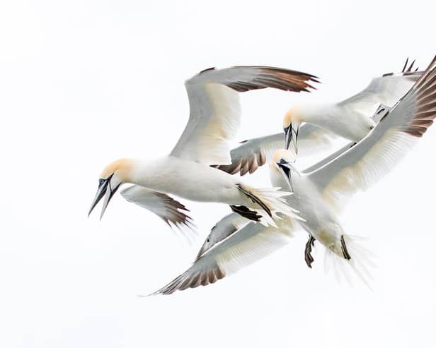 GPS tracking is being used to reveal gannets' journeys. Photo courtesy of Steve Race