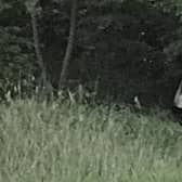 This week, The Scarborough News reported that a holiday-maker had spotted a ‘ghost’ at the Open Air Theatre. (Pic: Tracey Gray)