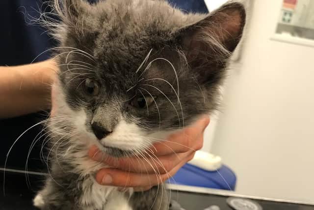 In East Yorkshire, there has been a 106% rise in reports of beatings. Image courtesy of the RSPCA