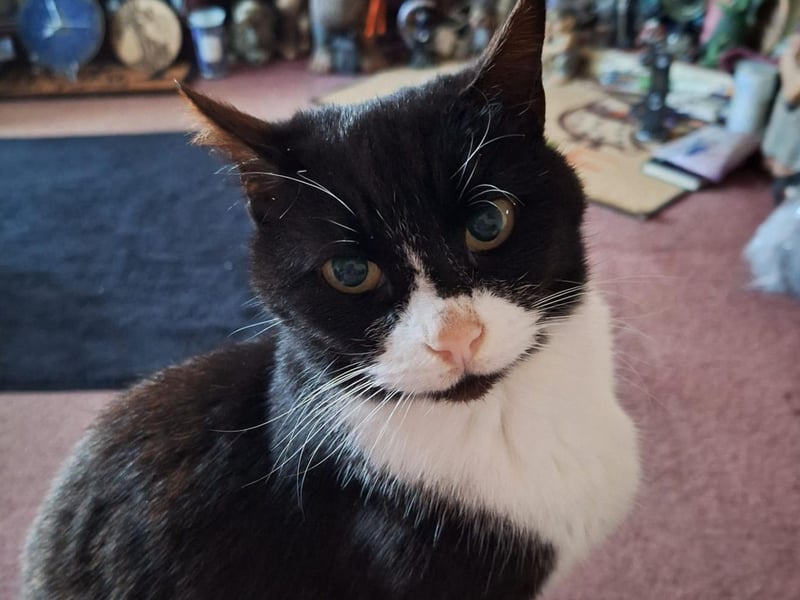 Zelda is a pretty kitty from Bridlington.