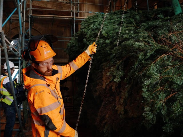 Aligning the 28ft tree into place at Castle Howard.