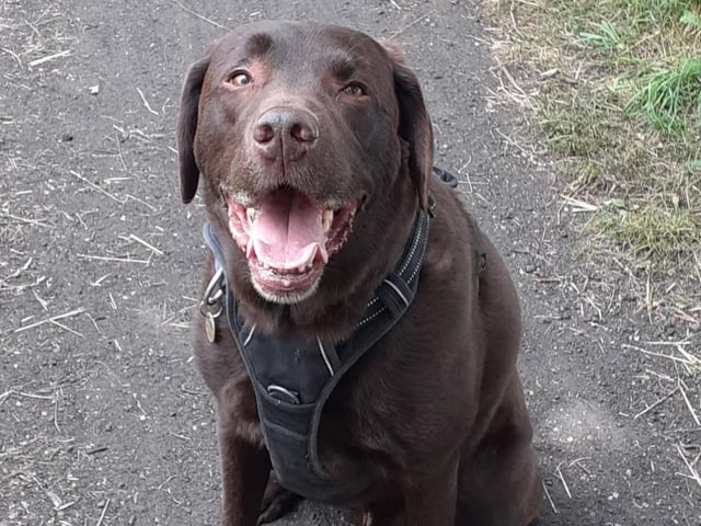 Brodie, submitted by Diane Hunt.