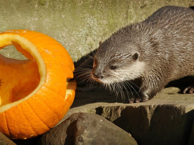 Pumpkin the otter celebrates Halloween at the Sea Life Centre. 104243e