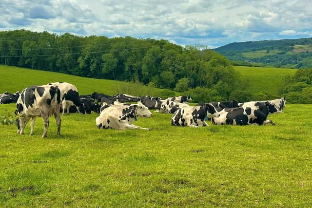 Cattle at Sneaton.