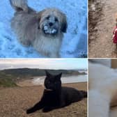 We take a look at 27 photos of your wonderful pets to celebrate National Love Your Pet Day sent in by Scarborough News readers.