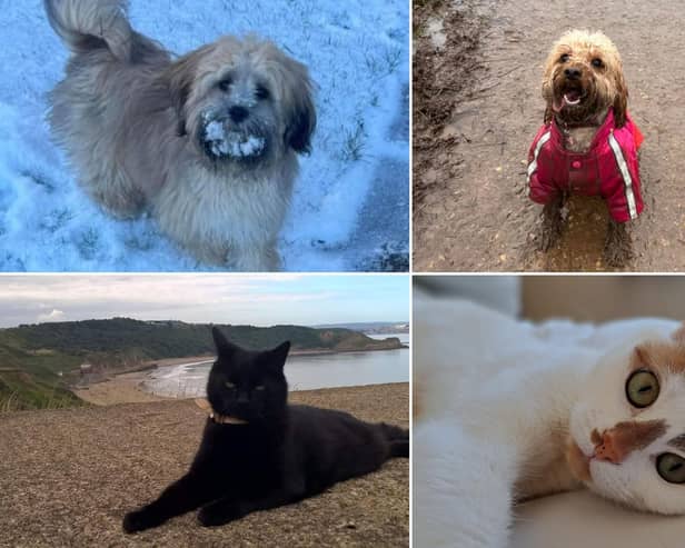 We take a look at 27 photos of your wonderful pets to celebrate National Love Your Pet Day sent in by Scarborough News readers.