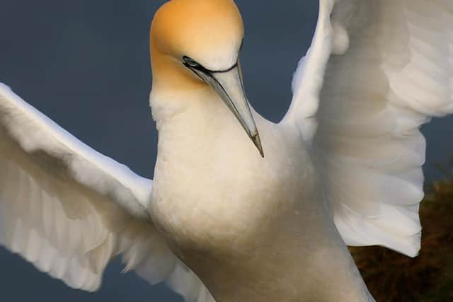 Gannets are starting to return to RSPB Bempton. Photo: Ivan Nethercoat