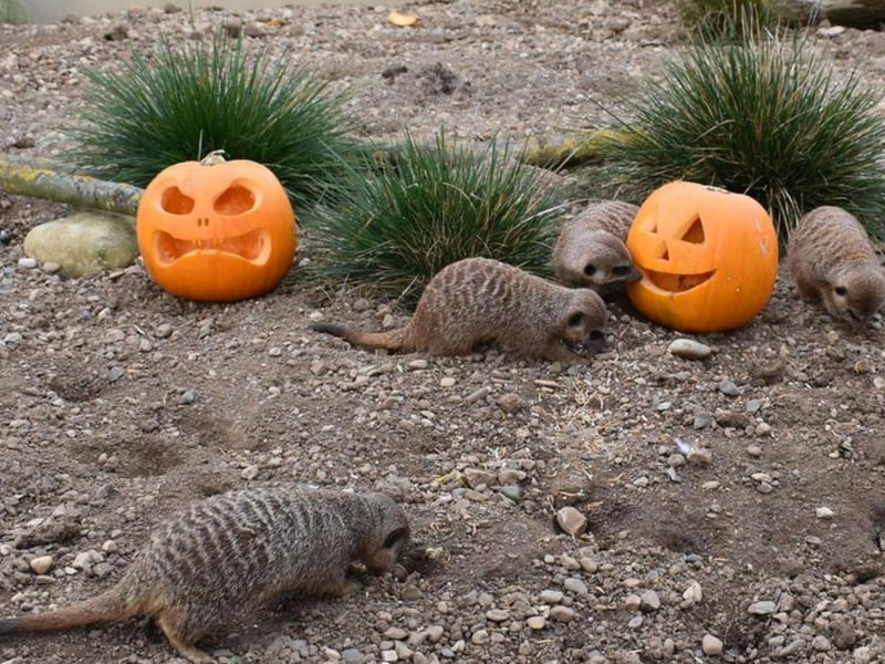 Half Term Halloween at Filey Bird Garden offers the usual activities, but with the addition of family-friendly spooky themed areas and free-to-enter Halloween Treasure Hunt. You even get a free bag of animal food if you’re wearing full Halloween Fancy Dress!