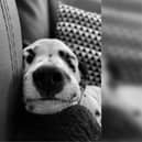 Lily Logan, aged 13, from East Yorkshire submitted this photo named 'Dreamy Dally' It features Lily’s Dalmatian dog Rupert having a snooze.