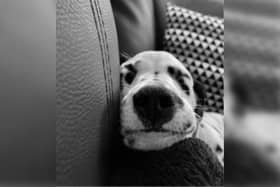 Lily Logan, aged 13, from East Yorkshire submitted this photo named 'Dreamy Dally' It features Lily’s Dalmatian dog Rupert having a snooze.