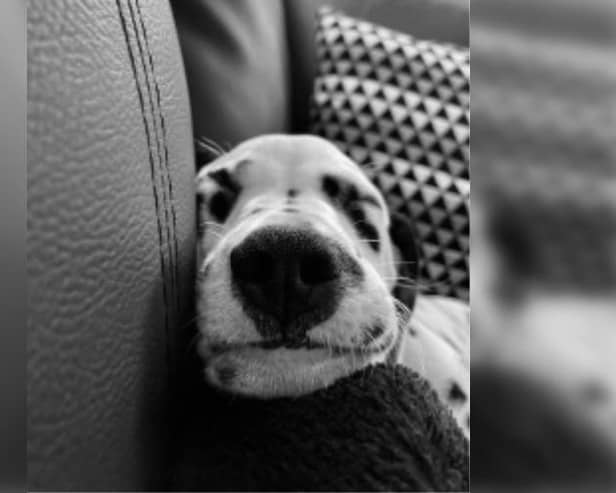 Lily Logan, aged 13, from East Yorkshire submitted this photo named 'Dreamy Dally' It features Lily’s Dalmatian dog Rupert having a snooze.