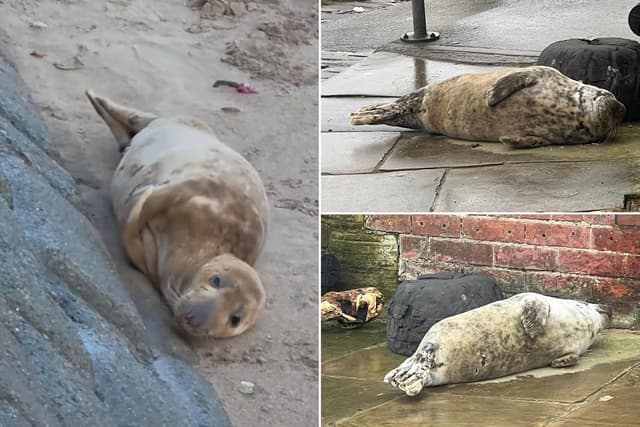 Emergency services urge public to leave Yorkshire coast seals alone after ...
