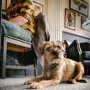 The BellyRub and BellyRub Beer is a small, relaxed, dog-friendly eatery, craft beer bar and bottle shop which caters for dog-owning beer drinkers