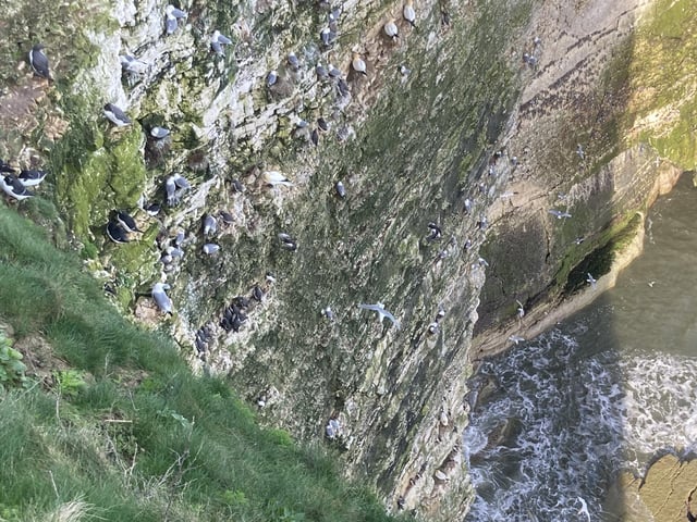 Seabirds that nest here truly live on the edge, with many arriving in spring to get a good spot before the cliffs are a bustling hive of activity.