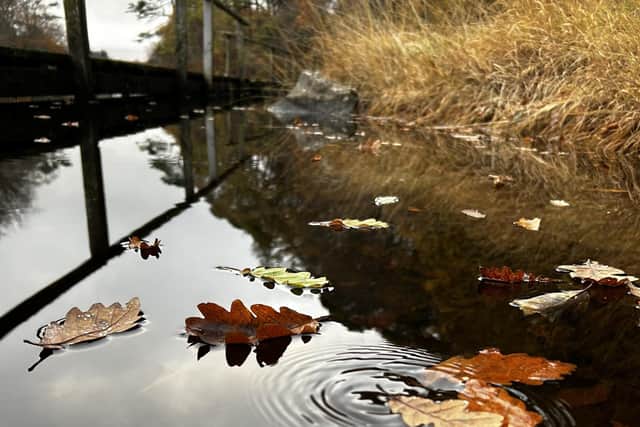 Winners 14-17 years, 1 Lola Walley - Floating leaves.