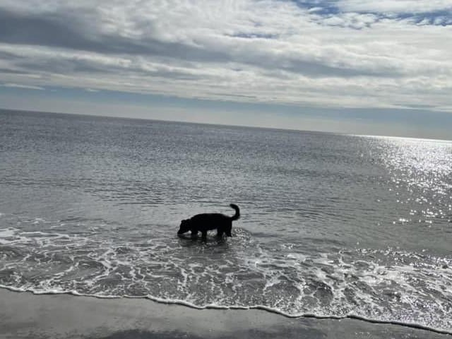 Lucy the dog enjoying sun on North Bay.