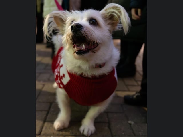 A festive pup
