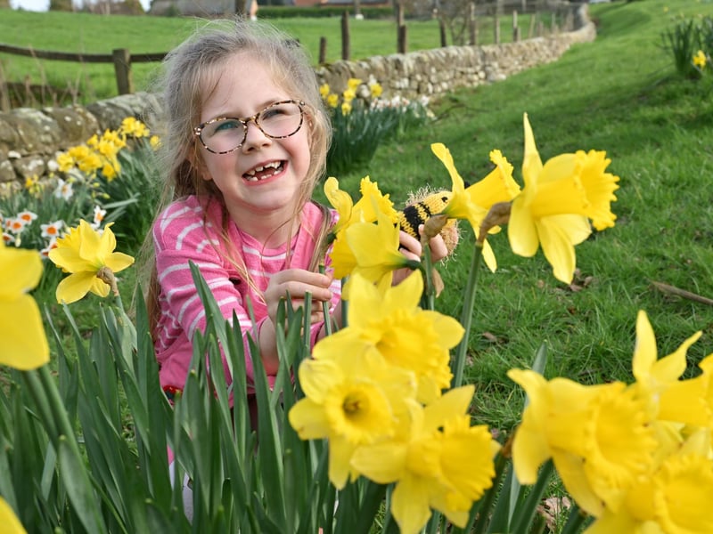 Enjoying the yellow daffodils!