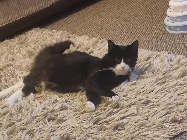 Here's a gorgeous cat getting comfy.