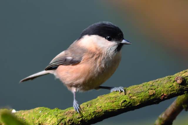 Willow tit (c) Adam Jones