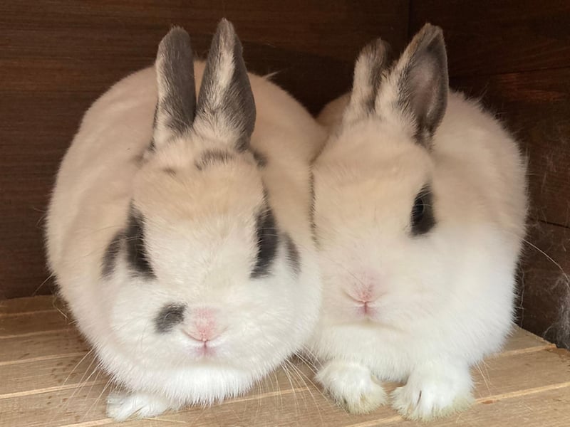 Females who are mother (Dolly) and daughter (Dixie) aged 3 and 2 years approximately. These rabbits came into care with Dot, Dora and Dan when their owner could no longer care for them. The rescue has been told that they are mother and daughter. They have been vaccinated and will be spayed before rehoming. At the moment they are both slightly nervous. The pair would suit an outdoor or indoor home with plenty of space and enrichment.
