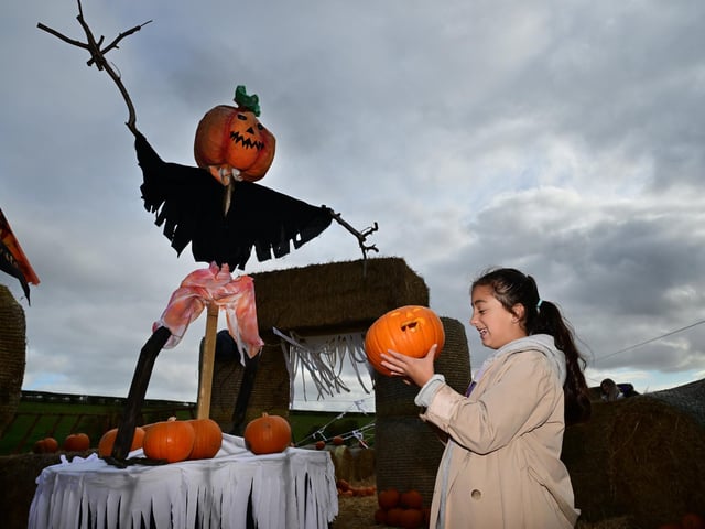 Picking the best pumpkin.