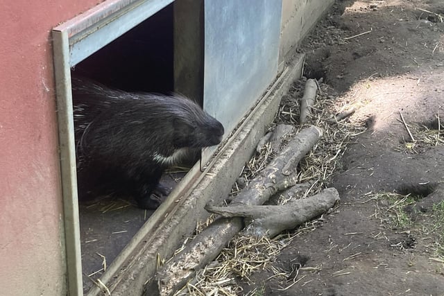 This African Crested Porcupine was shy, pondering from the doorway of its cosy den.