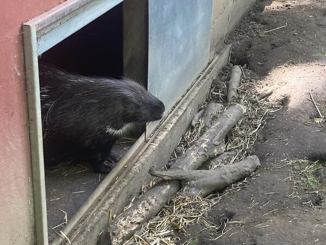 This African Crested Porcupine was shy, pondering from the doorway of its cosy den.