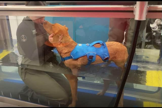 Canine Hydrotherapist Eleanor Wilkinson with Polly the young Labrador about to start her hydrotherapy session.