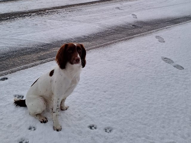 This cute dog was enjoying the weather at High Hawkser!