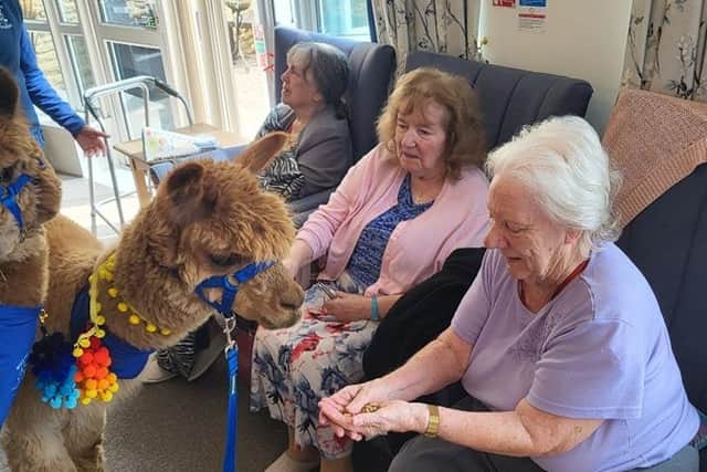 The alpacas were popular with residents and visitors