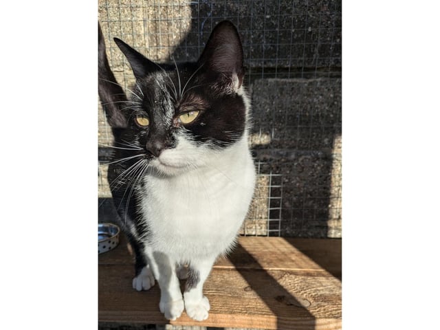 Mum of all mums. Raised five gorgeous healthy kittens. Beautiful both inside and out.