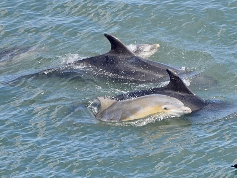 A wonderful visit from Bottlenose Dolphins in May last year.