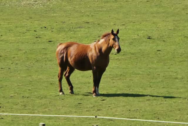 Horse in a field in Danby.