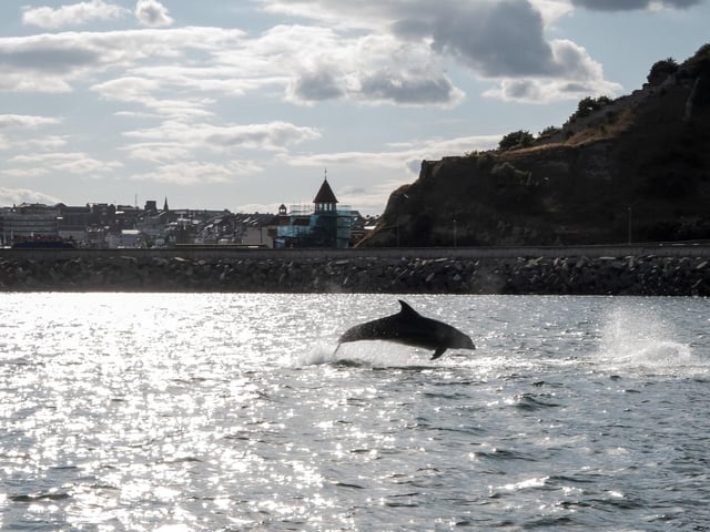 Dolphins silhouetted against the water. photo: Marisa Cashill