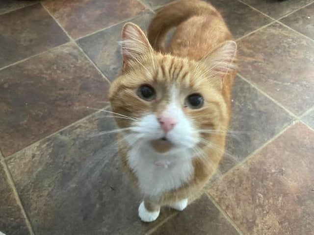 Gimli is a four-year-old male Domestic Shorthair crossbreed who is a very affectionate young man who enjoys a good fuss. He will need access to a garden once he is settled so that he is able to explore. He is suitable to be able to live with older children. Marvellous Gimli deserves a new forever home.