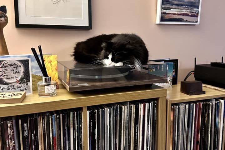 Bridlington based Misty the cat is pictured here snoozing on her owner's record player. She was rescued six and a half years ago from the RSPCA.