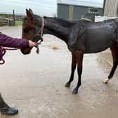 In addition to the suspended prison sentence and ten-year ban, magistrates - who deemed the offence one of high culpability - also ordered Turner to pay costs of £1,928, a victim surcharge of £128 and issued a deprivation order for the four remaining horses he owns.