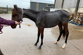 In addition to the suspended prison sentence and ten-year ban, magistrates - who deemed the offence one of high culpability - also ordered Turner to pay costs of £1,928, a victim surcharge of £128 and issued a deprivation order for the four remaining horses he owns.
