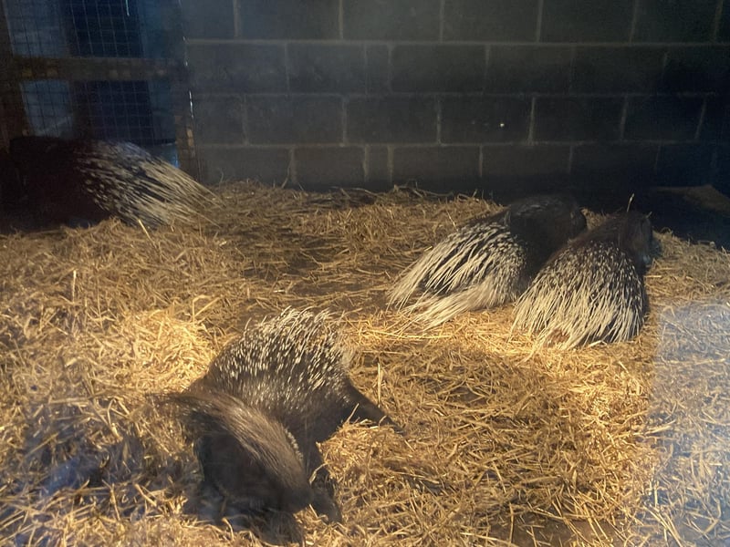 A family of porcupines having an afternoon nap.
