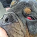 The new statistics were released as part of the RSPCA’s Cruelty Hurts, Love Rescues campaign.