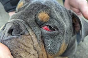 The new statistics were released as part of the RSPCA’s Cruelty Hurts, Love Rescues campaign.